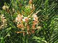 Tai Couch Pink Ginger / Hedychium 